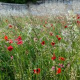 165-Jardin-Abbaye-St.-George-de-Boscherville-Normandie,-Frankreich-Juni-2024.jpg