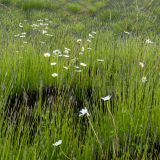 167-Jardin-Abbaye-St.-George-de-Boscherville-Normandie,-Frankreich-Juni-2024.jpg