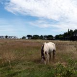 363-Quiberon,-Bretagne,-Frankreich-Juni-2024.jpg